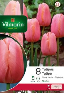 Tulipe Simple Tardive Menton